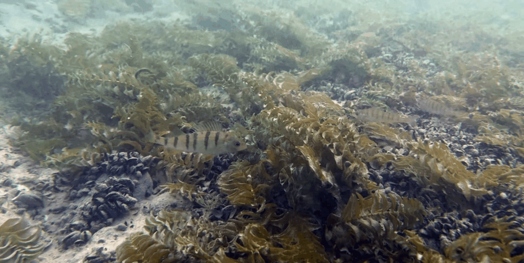 Drei Barsche über Seegras und Pflanzen bei einem Tauchgang im Bodensee.