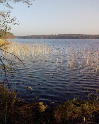 Ufer des Stechlinsee