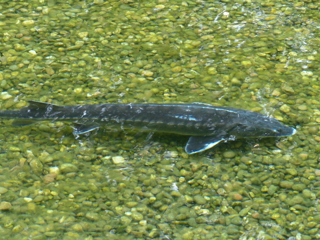 Stör über Steinen im NaturaGart Unterwasserpark
