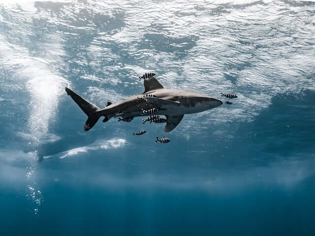 Großer Weißspitzen-Hochseehai in Ägpyten wird von mehreren Fischen begleitet