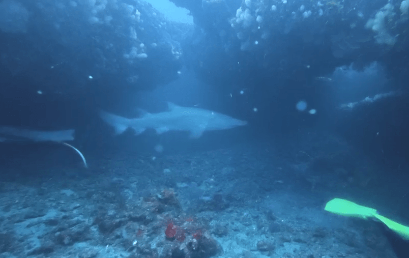 Sandtigerhai in einer Höhle in Südafrika