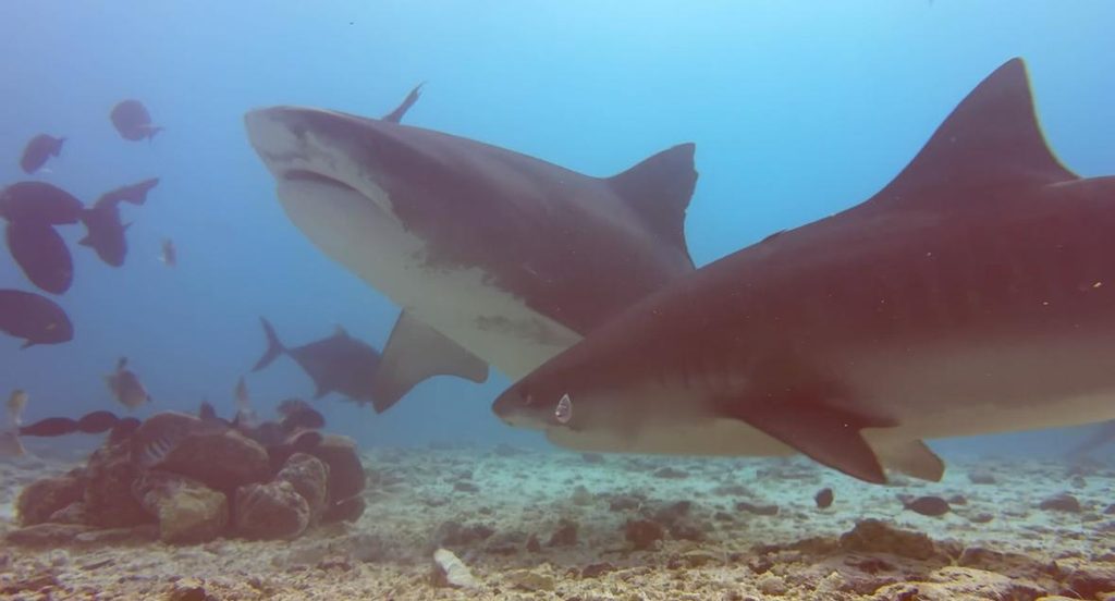 2 sehr nahe Tigerhaie beim Tauchen auf Fuvahmulah Malediven